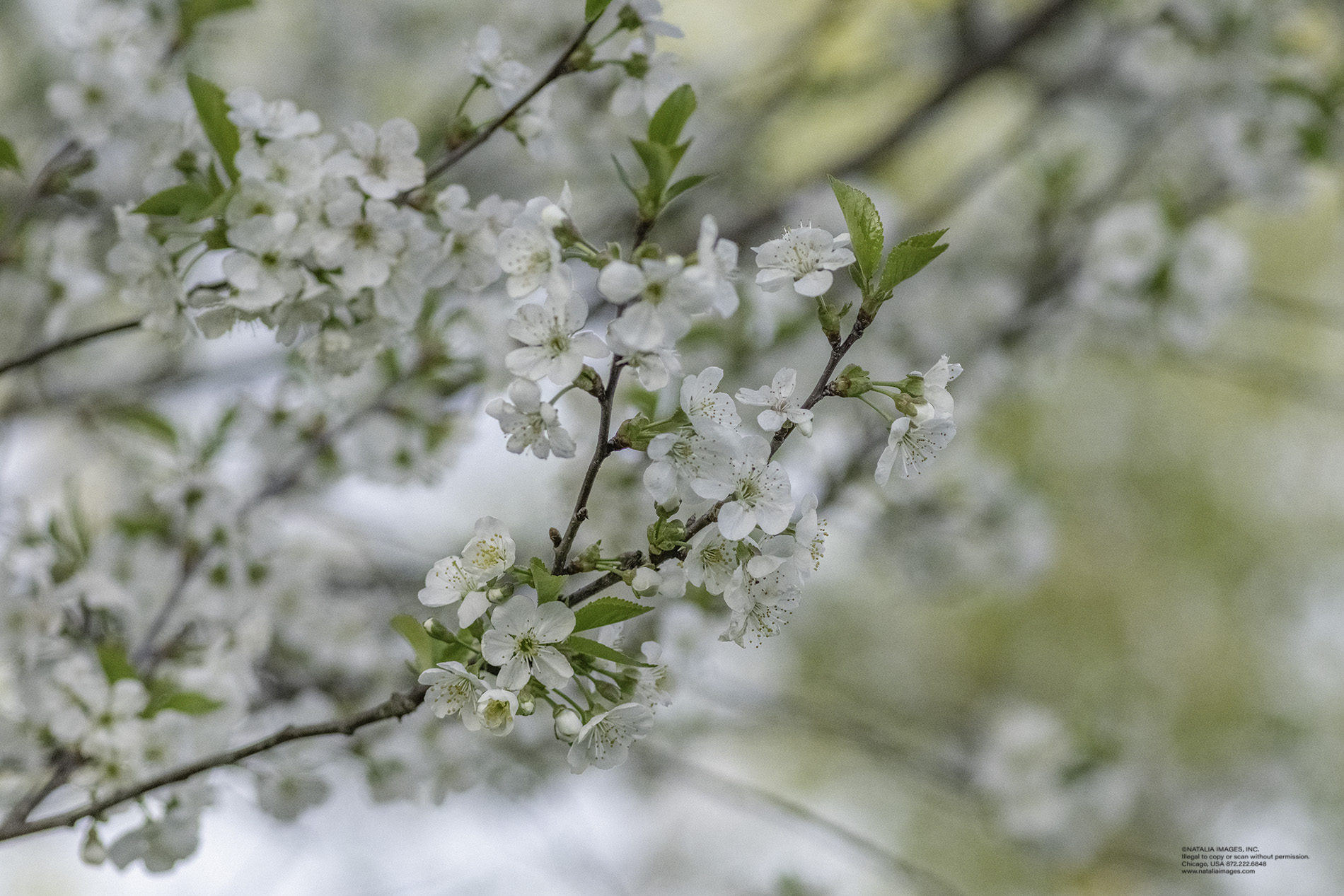 NI - Cherry Blossoms 8.jpg