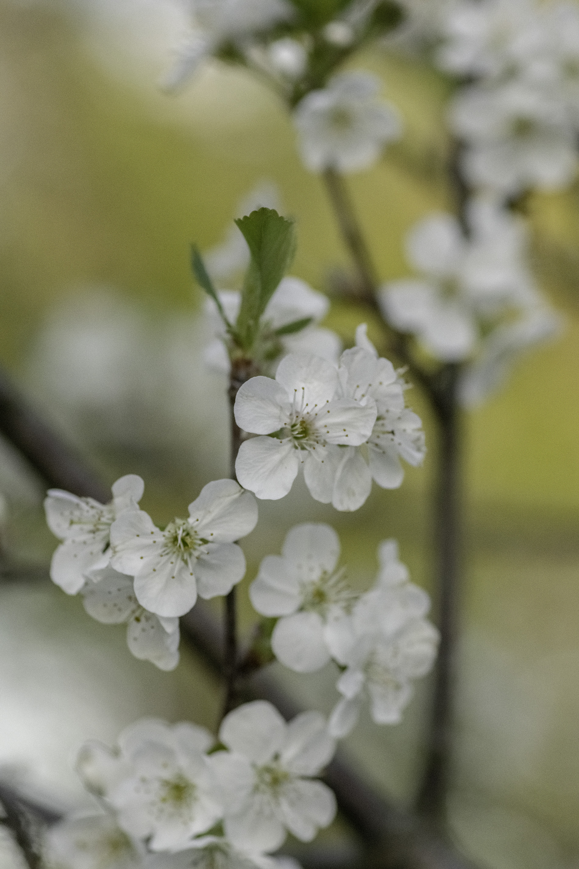 NI - Cherry Blossoms 9.jpg