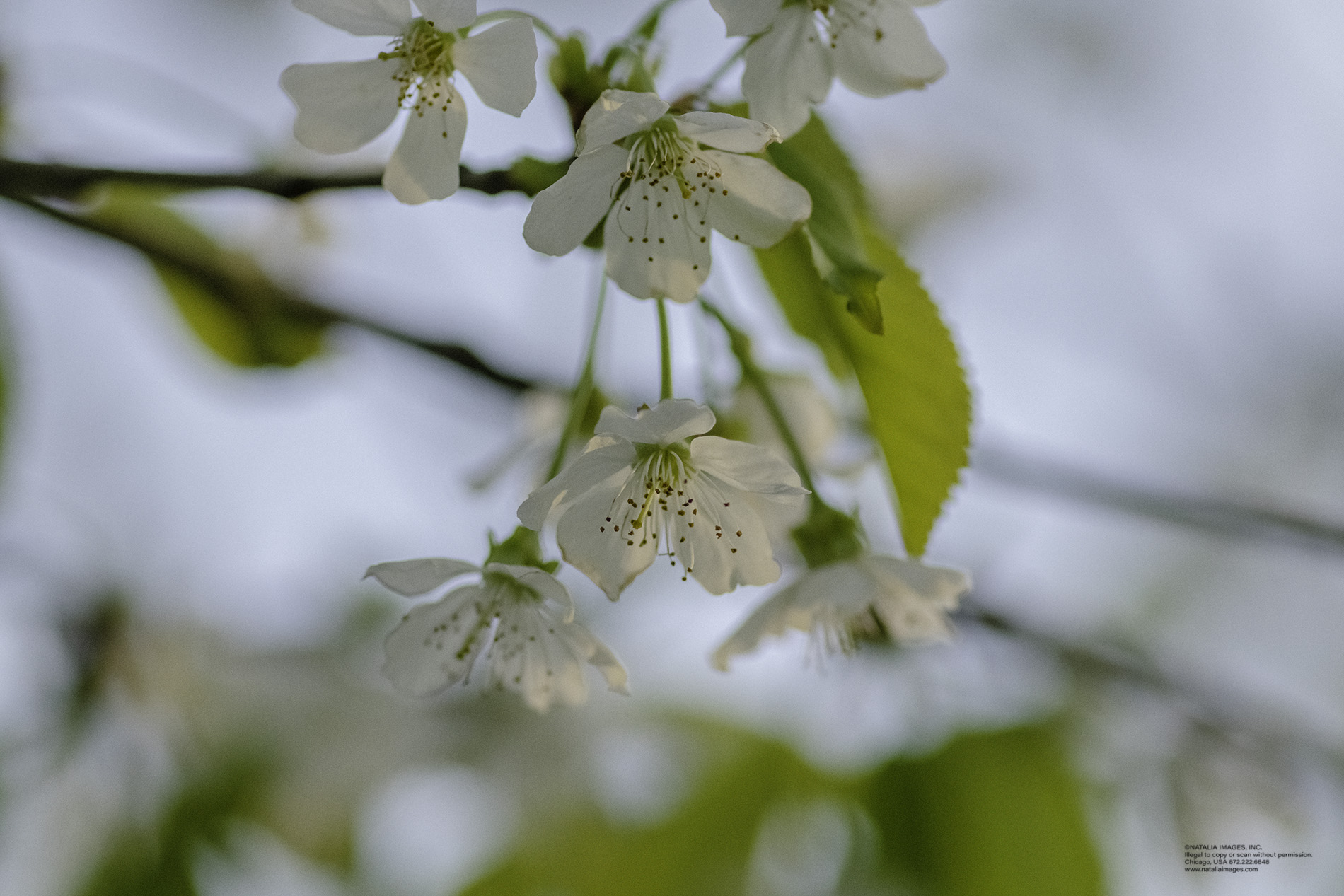 NI - Cherry Blossoms 11.jpg
