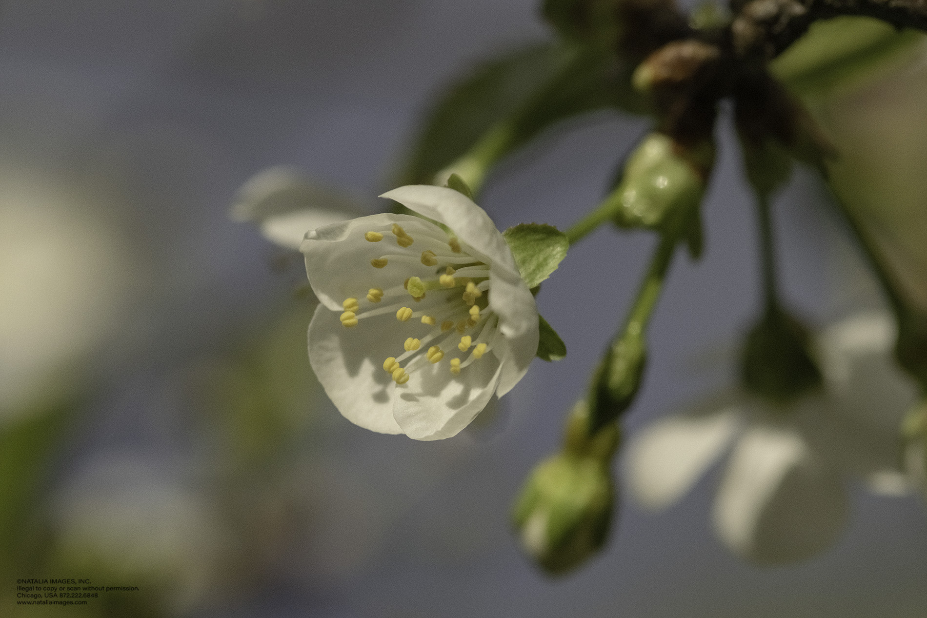 NI - Cherry Blossoms 13.jpg
