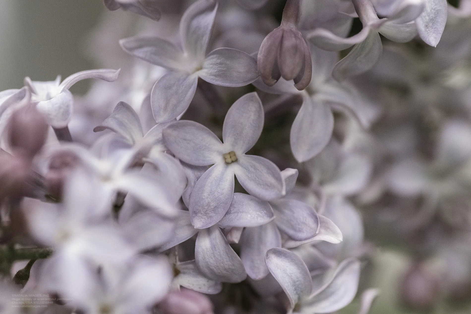 Natalia Images - Common Lilac 1.jpg
