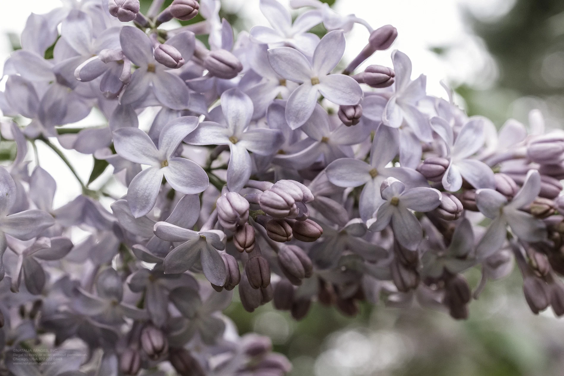 Natalia Images - Common Lilac 3.jpg