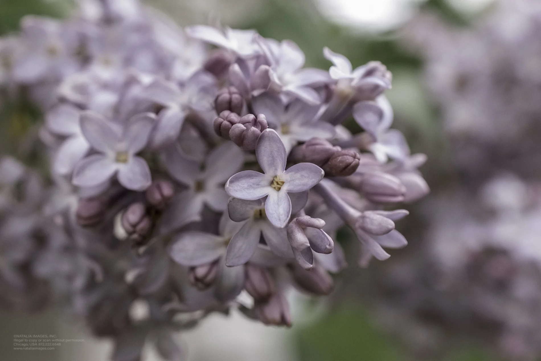 Natalia Images - Common Lilac 7.jpg