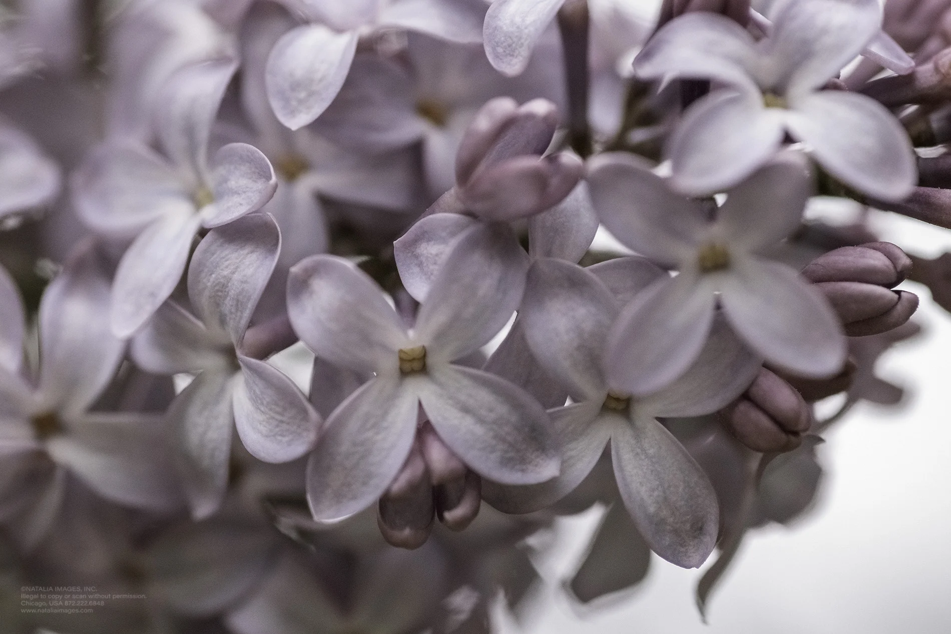 Natalia Images - Common Lilac 12.jpg