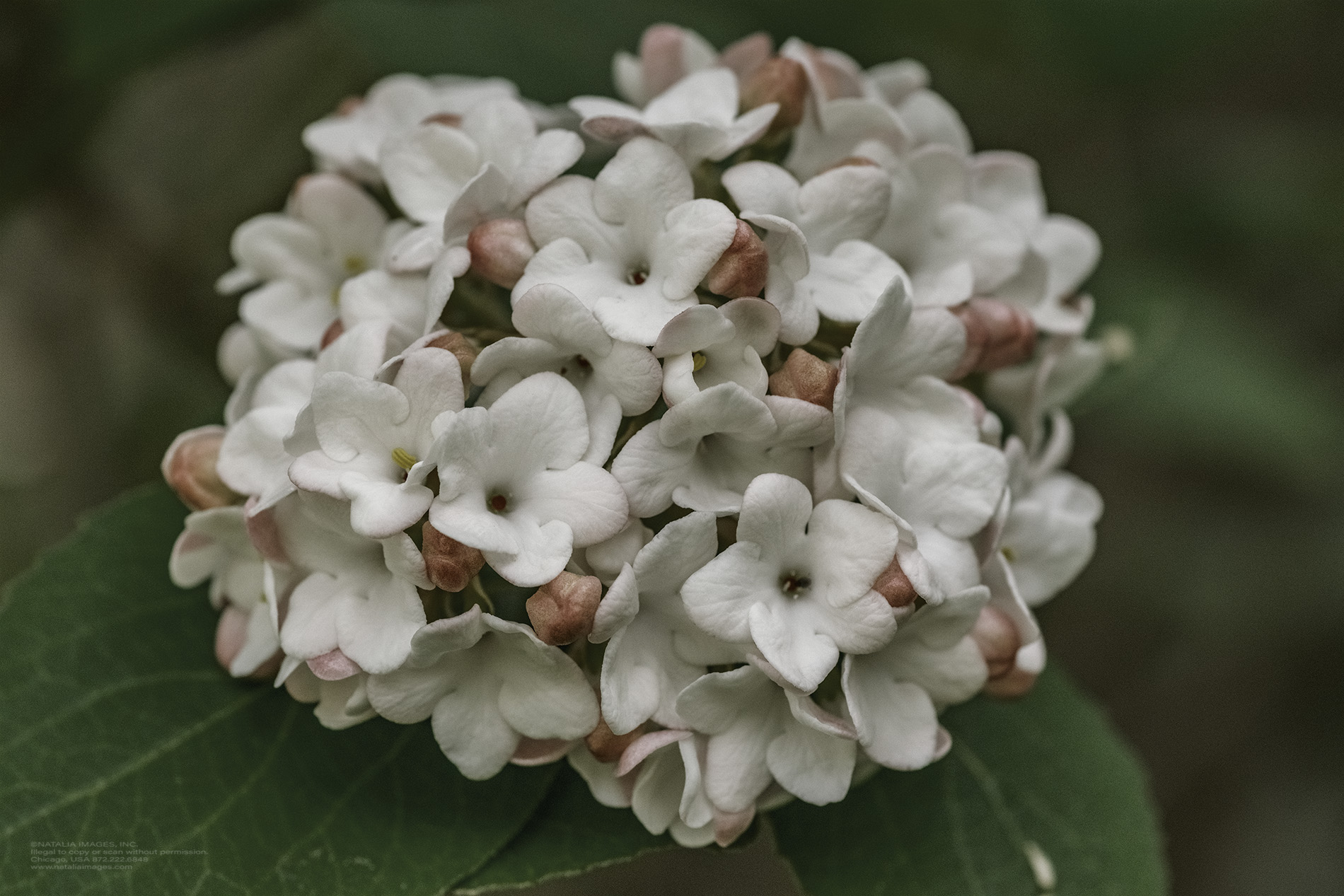 Natalia Images - Korean Spice Viburnum 14.jpg