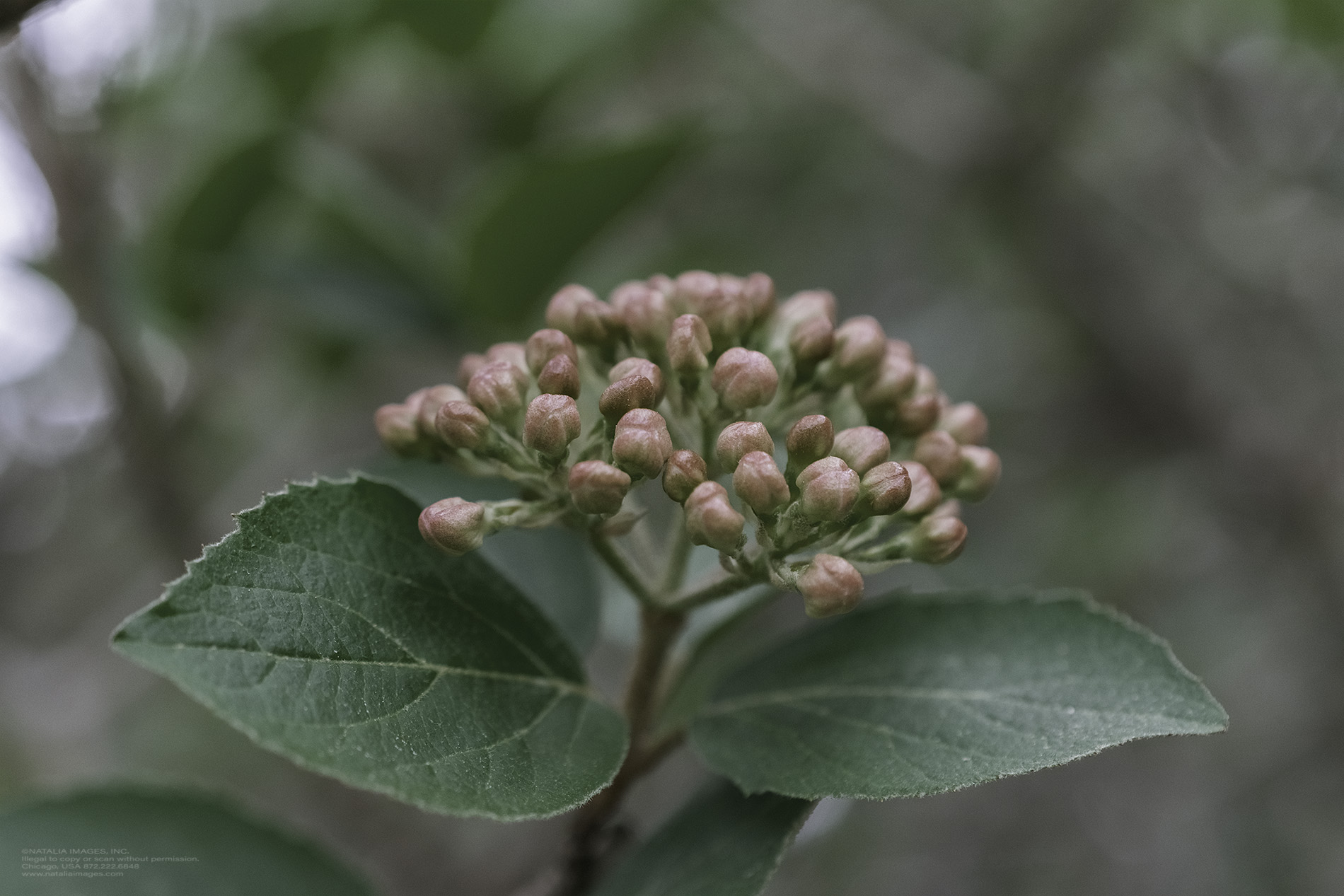 Natalia Images - Korean Spice Viburnum 1.jpg