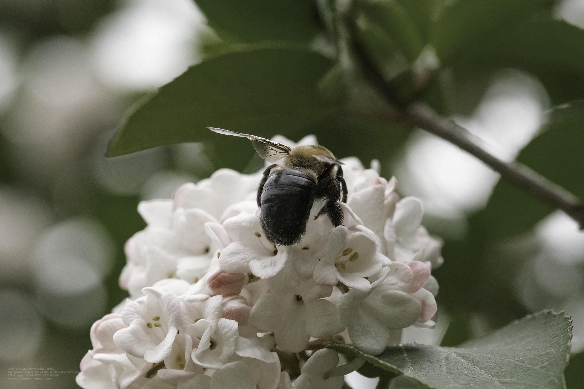 Natalia Images - Korean Spice Viburnum 19.jpg