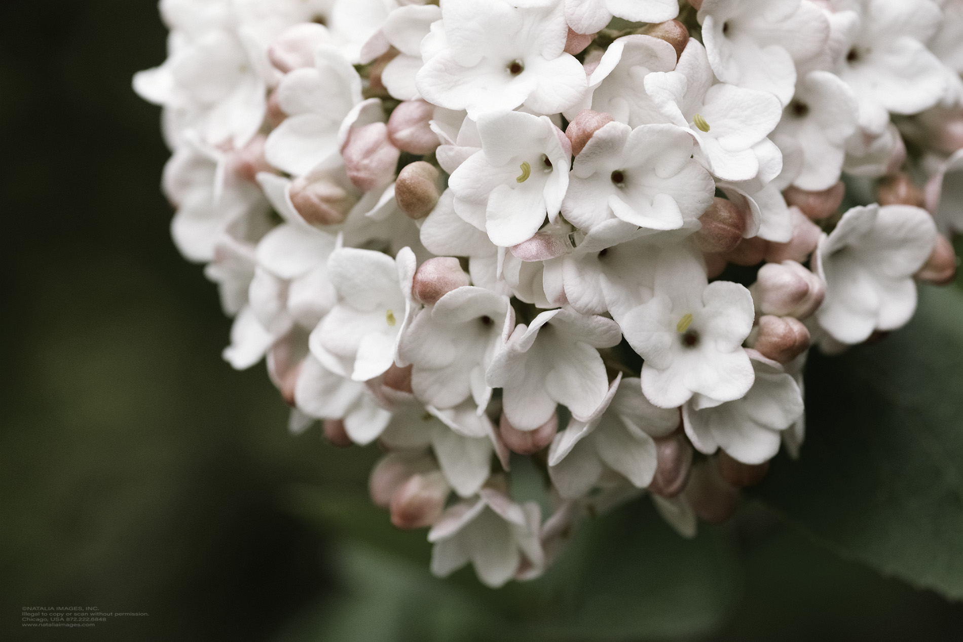 Natalia Images - Korean Spice Viburnum 15.jpg