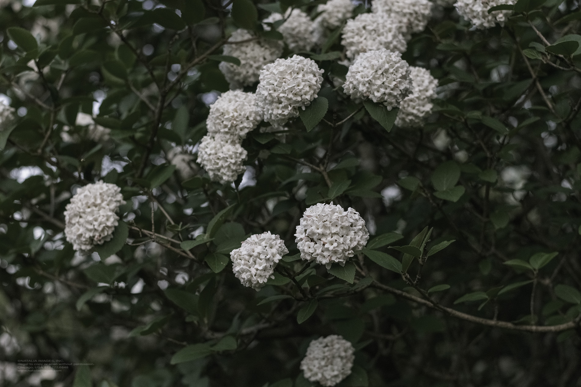 Natalia Images - Korean Spice Viburnum 24.jpg