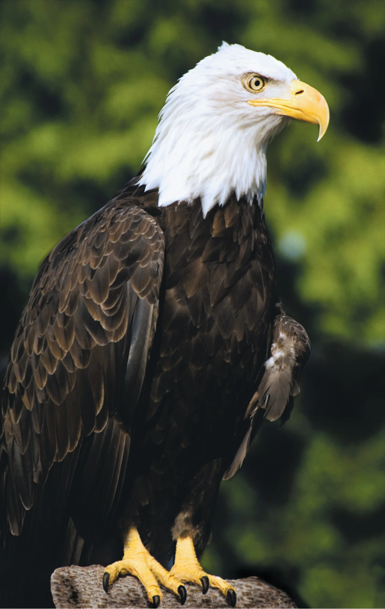 Bald Eagle.jpg