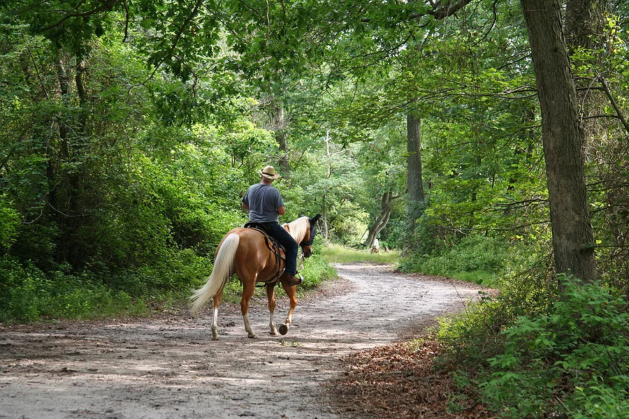 trail riding image.jpg