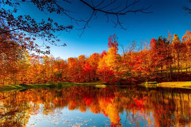 brightly-colored-trees-fall-foliage-new-england-98776a94d3244c7cb0aa83c6c8ce45e8.webp