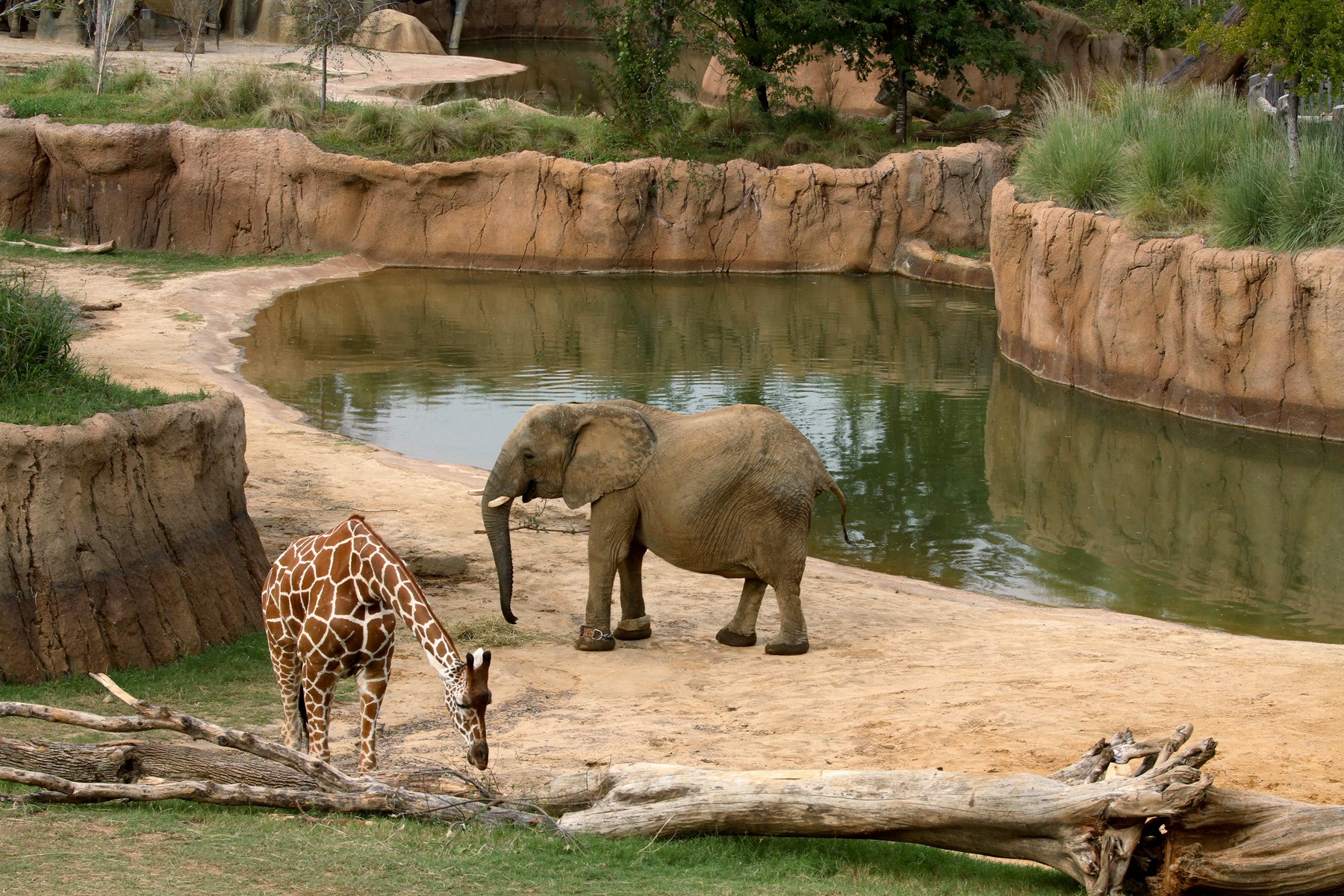 Dallas Zoo