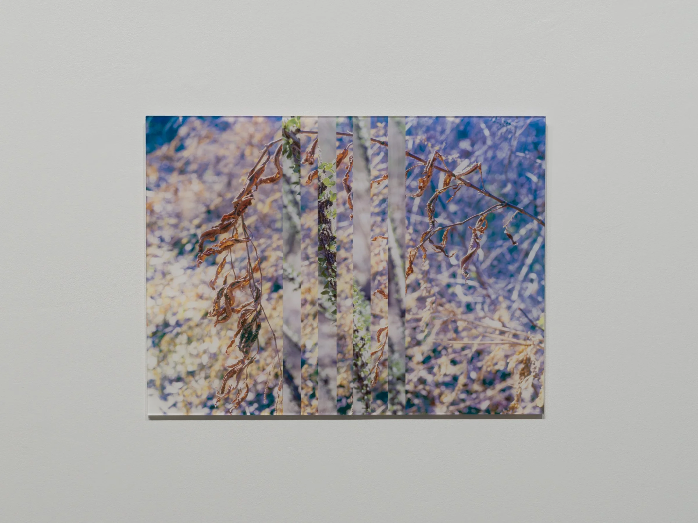 MFA_Thesis_2026_Maya_Jackson_2400-7.jpg