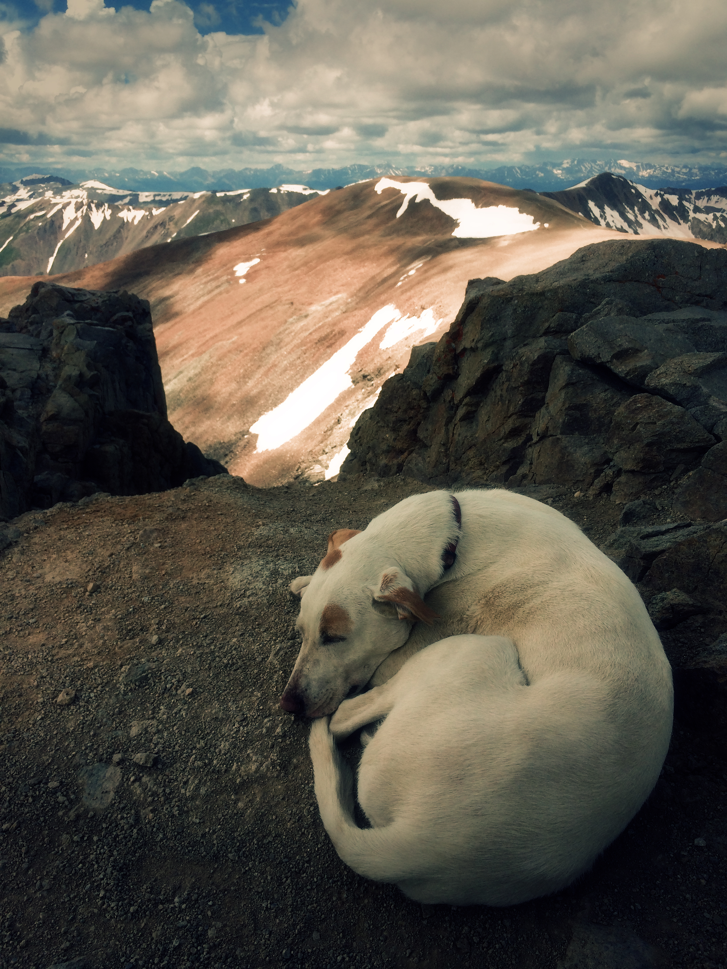 Summit Pup.JPG