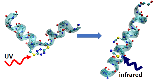 Structural ReORANization of constrained region with helical ends upon photolysis follow by 2D IR SPectroscopy.