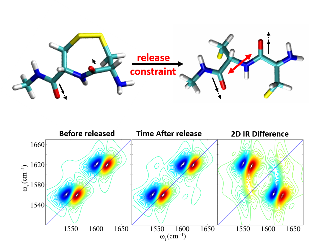 Transient 2D IR spectrum of peptide release