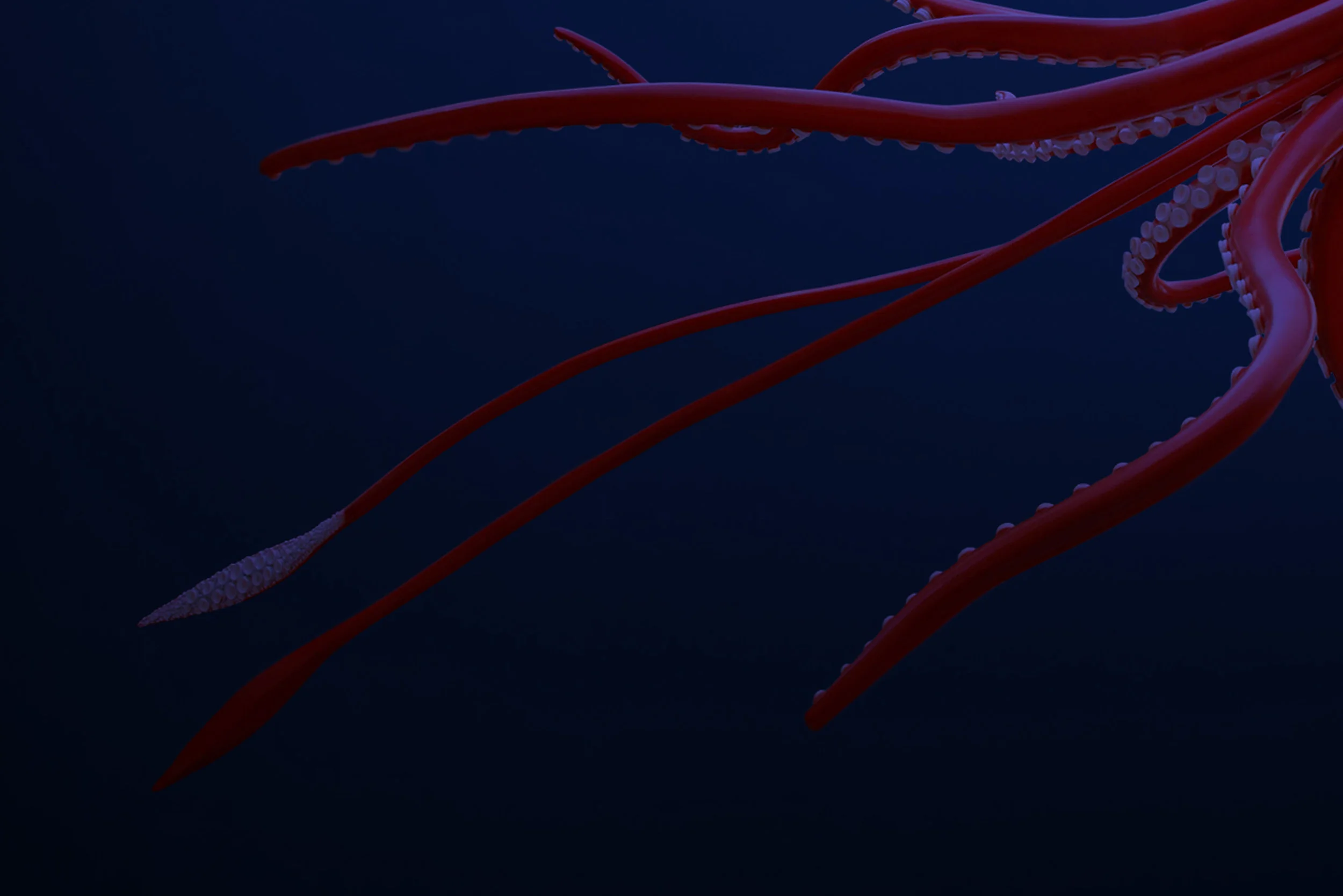 homepage-photo-squid.jpg