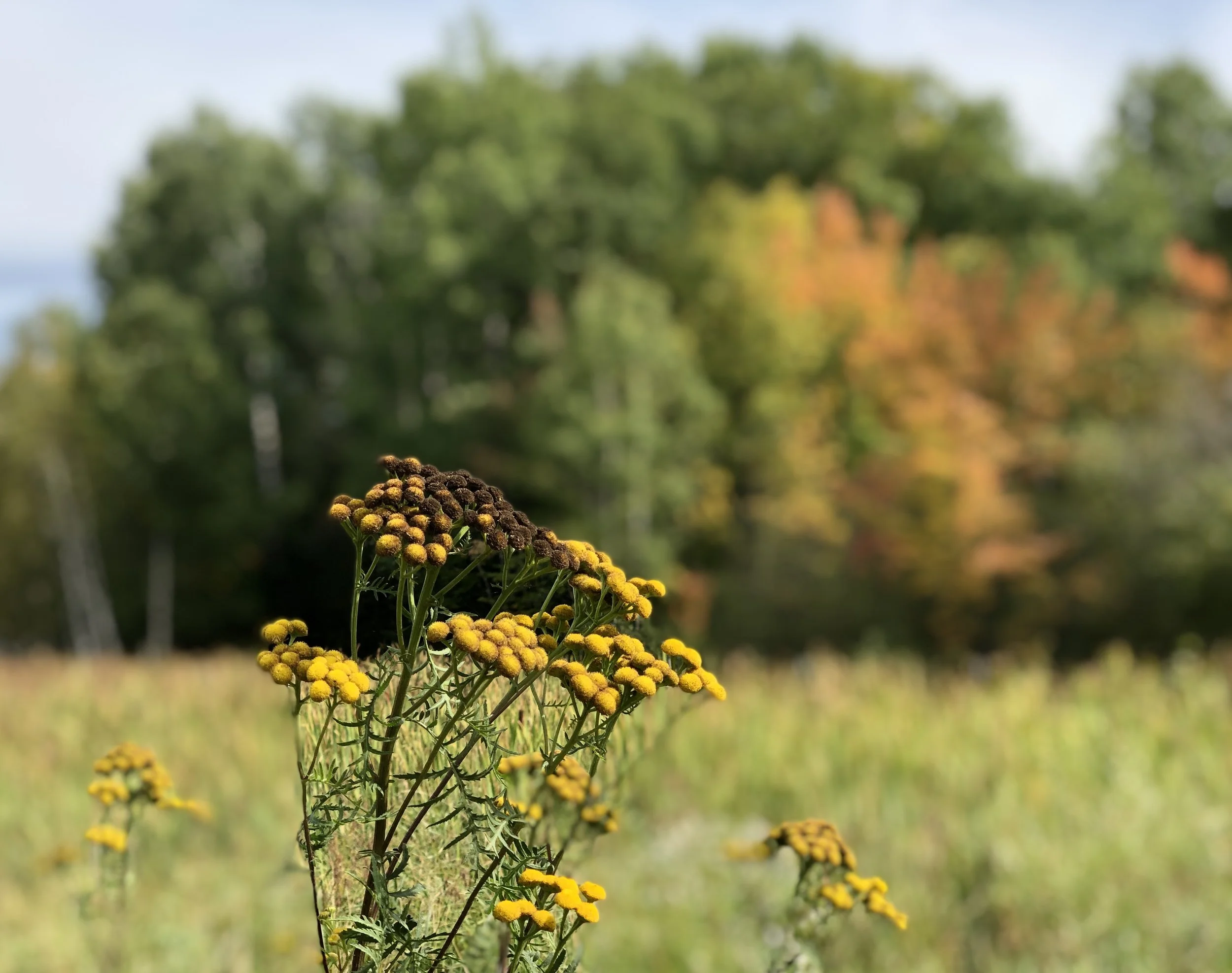 Late Summer.jpeg