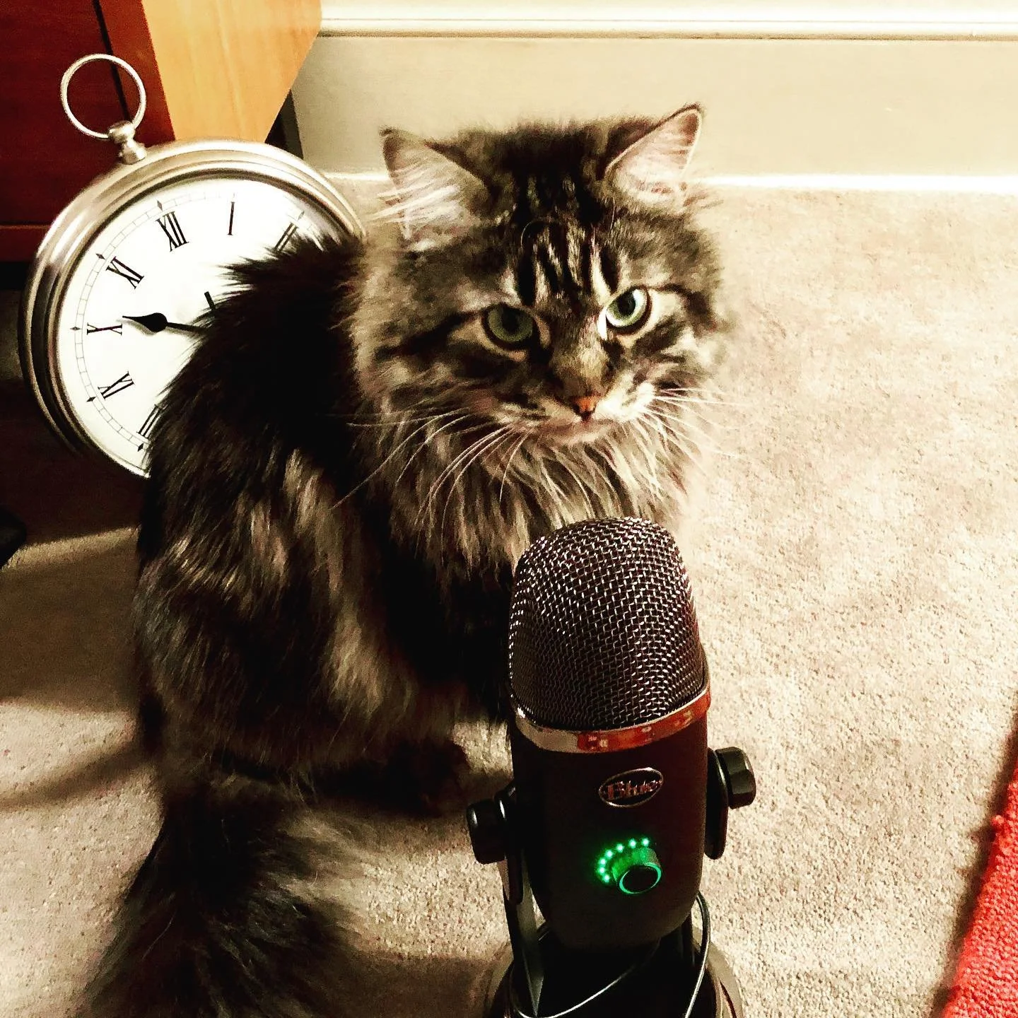 Sound check! .
.
Artemis has been assisting with our set up, in preparation for Friday&rsquo;s  V I R T U A L  event with @yogasanctuarympls .
.
We will start with a (family friendly) Qigong set and finish with a relaxing sound healing meditation. To