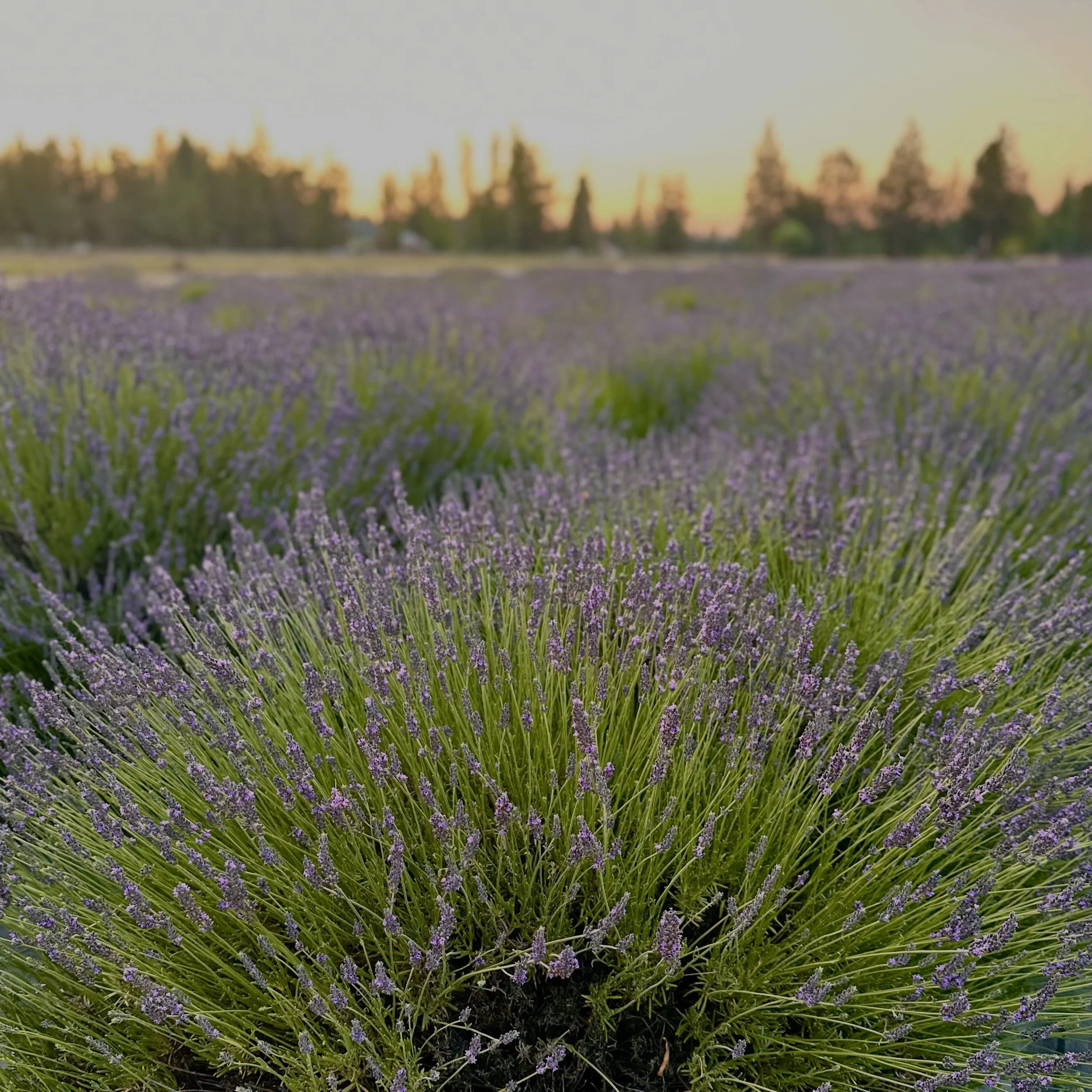 I&rsquo;ve wanted to offer sound healing in nature for many years. Yet juggling the buzz of mosquitoes and the roar of airplanes in Minneapolis has historically damped my enthusiasm.

Last night at a gorgeous lavender farm in Oregon &mdash; the flowe