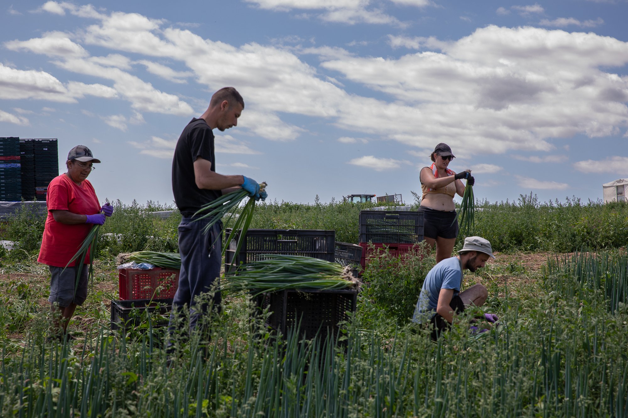 Harvest-1.jpg