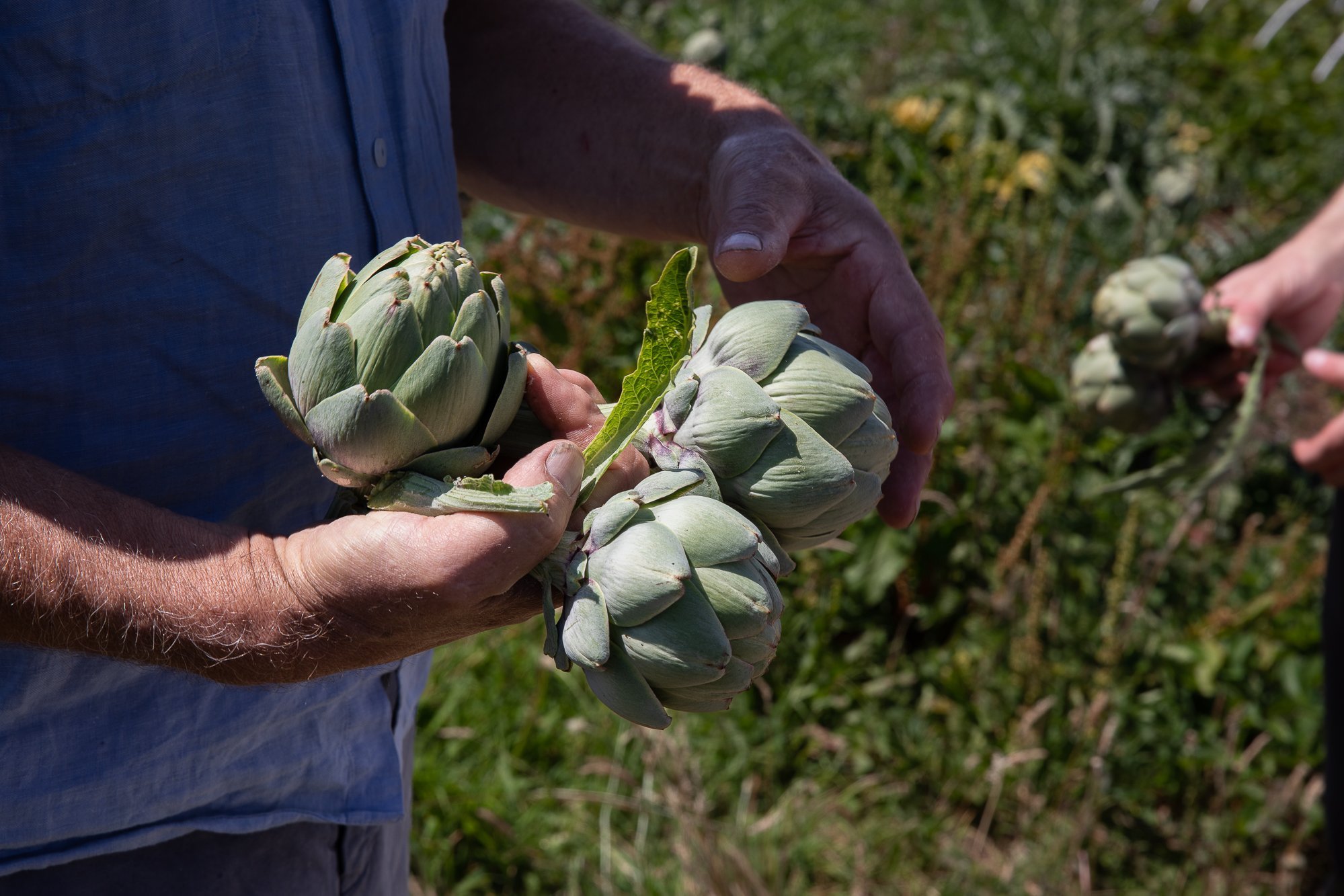 Riverford Organic Farms