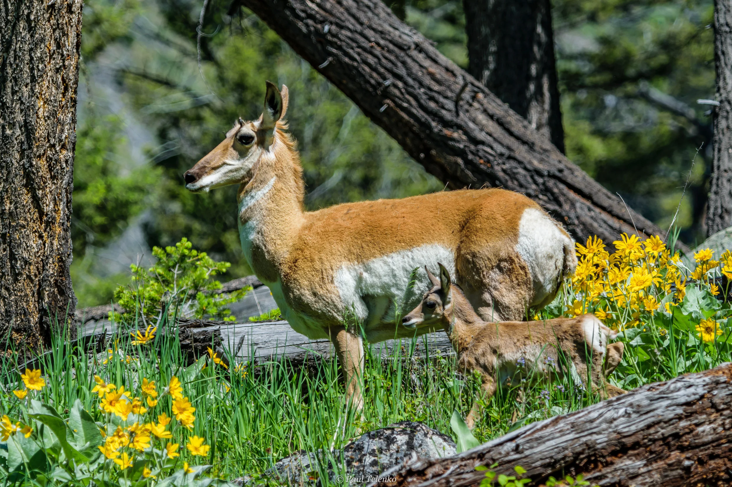 DSC_0295-1.jpg