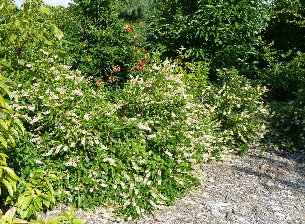 Go Native in Twinbrook Parks!