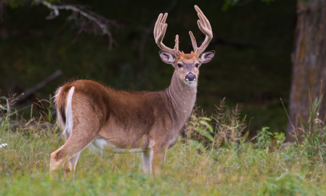 Wasted Deer Checks Into Rehab