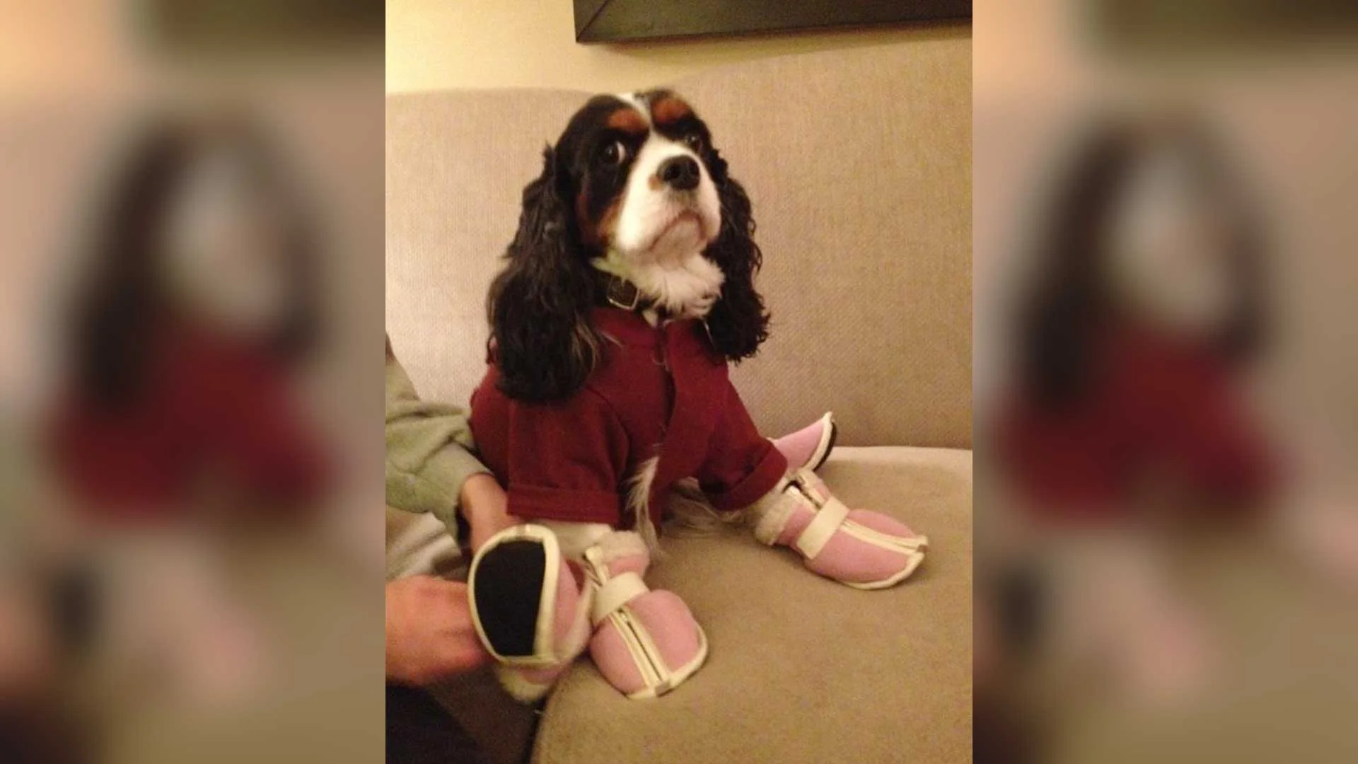 Breaking-News--Dog-Wears-Boots.jpg