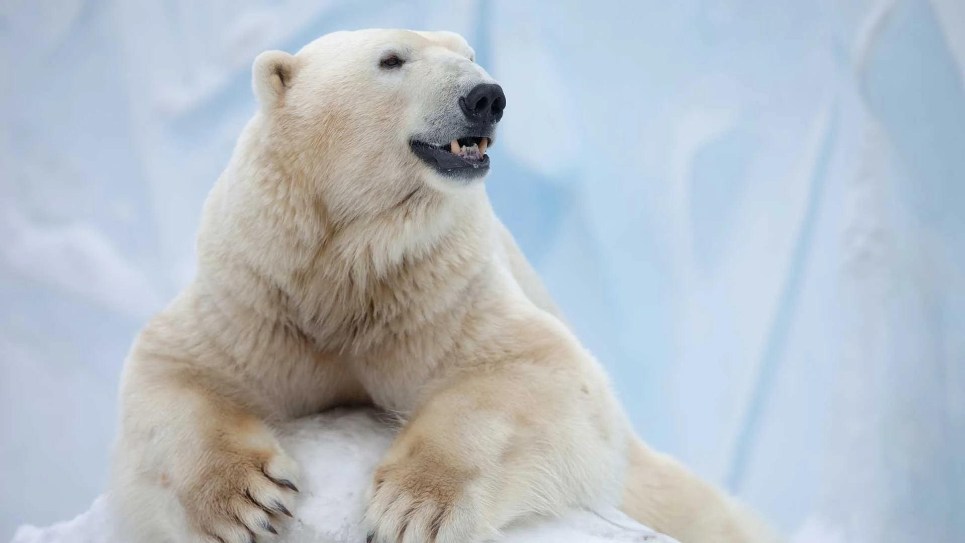 Como-Zoo-Polar-Bears-Comfortable-for-Once.jpg