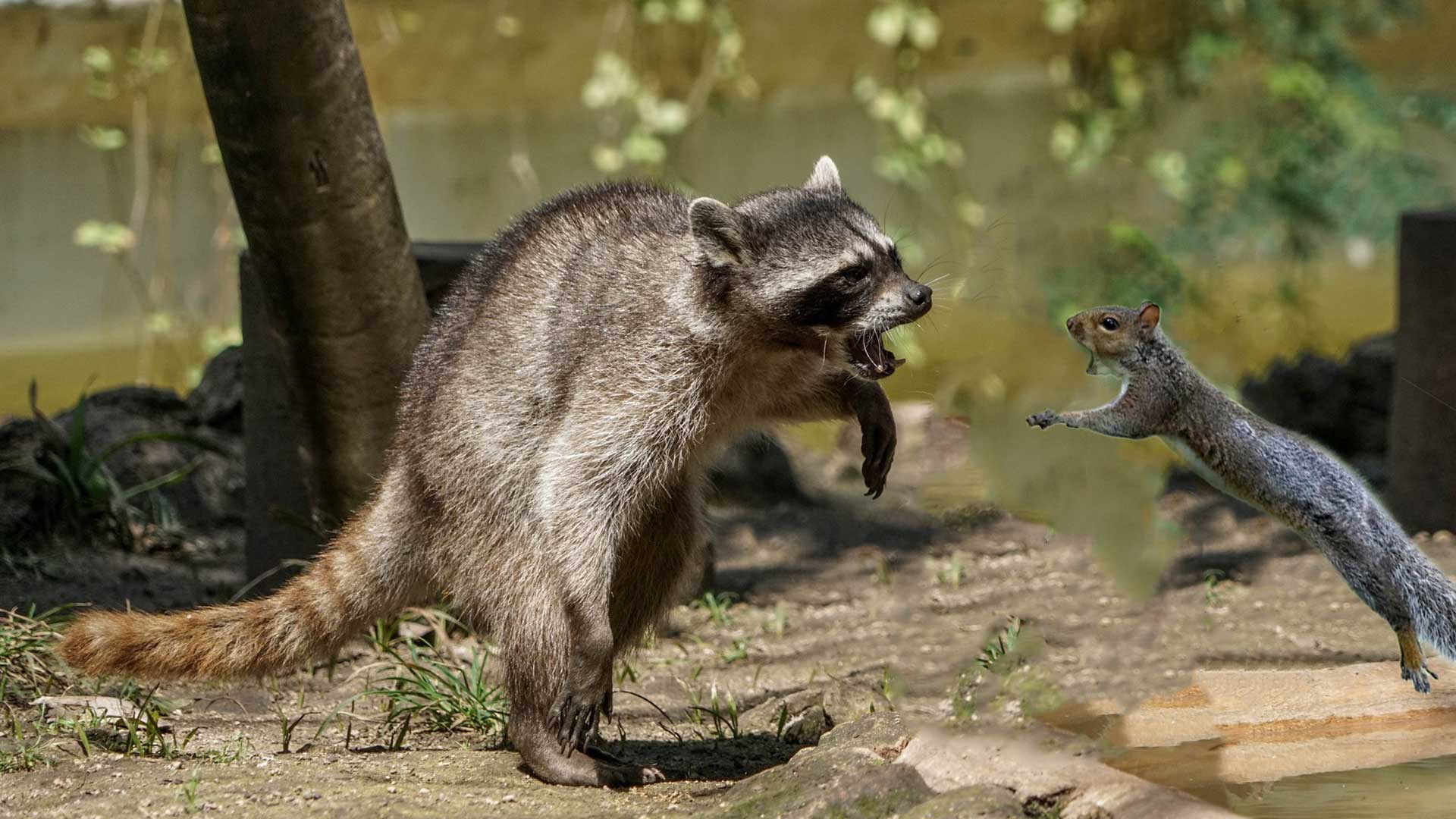 KDWB-Rabid-Squirrel-Fights-MPR-Raccoon-at-The-Armory.jpg