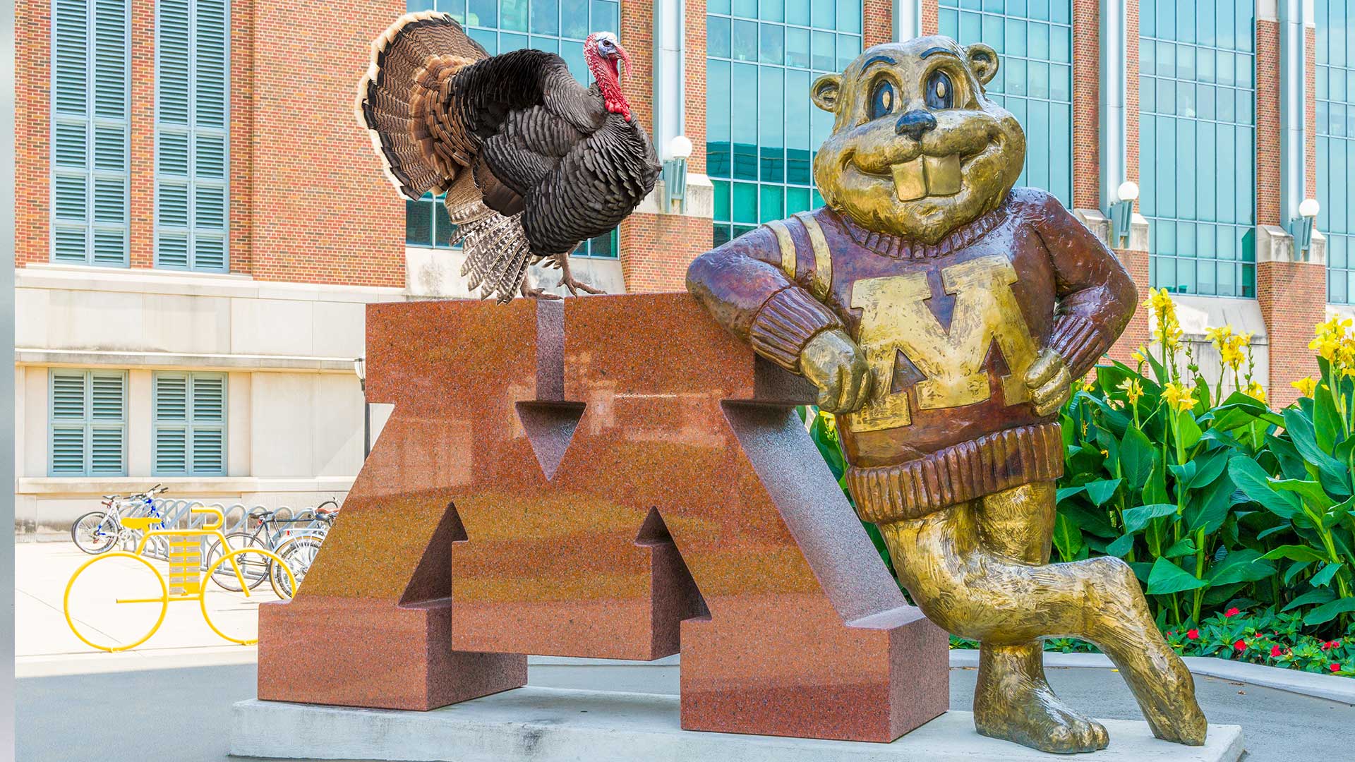Wild-Turkey-on-U-of-M-Campus-3-Credits-Away-from-Graduating.jpg