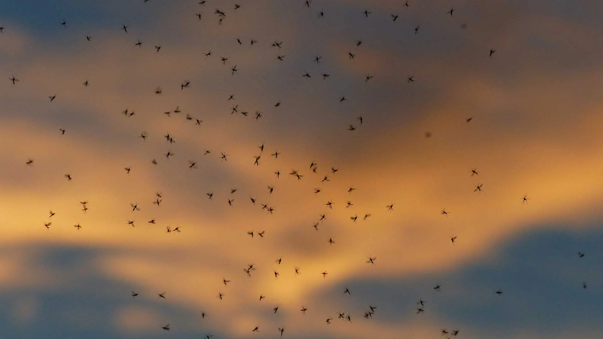 Mosquitos-Eagerly-Enjoy-New-Flavors-of-State-Fair-Guests.jpg