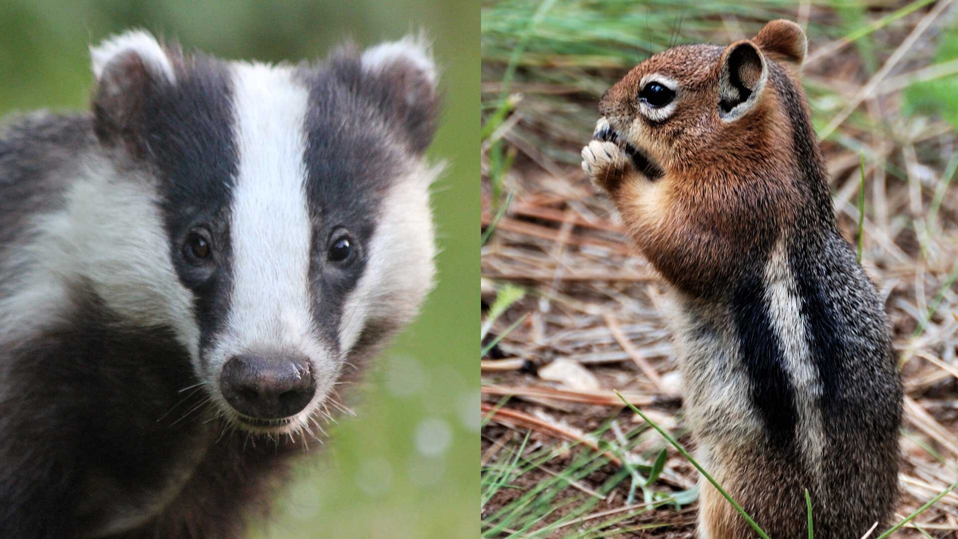 Settling-the-Rivalry--We-Made-a-Real-Badger-Fight-a-Real-Gopher.jpg