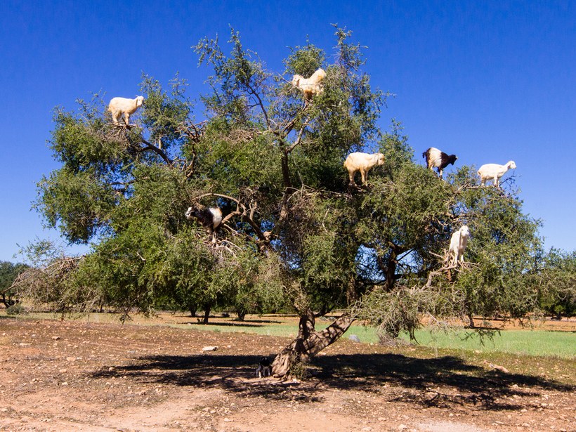 essaouira-morocco-argan-tree-goats.jpg