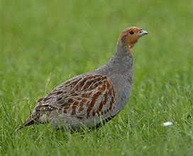 Hungarian Partridge.png