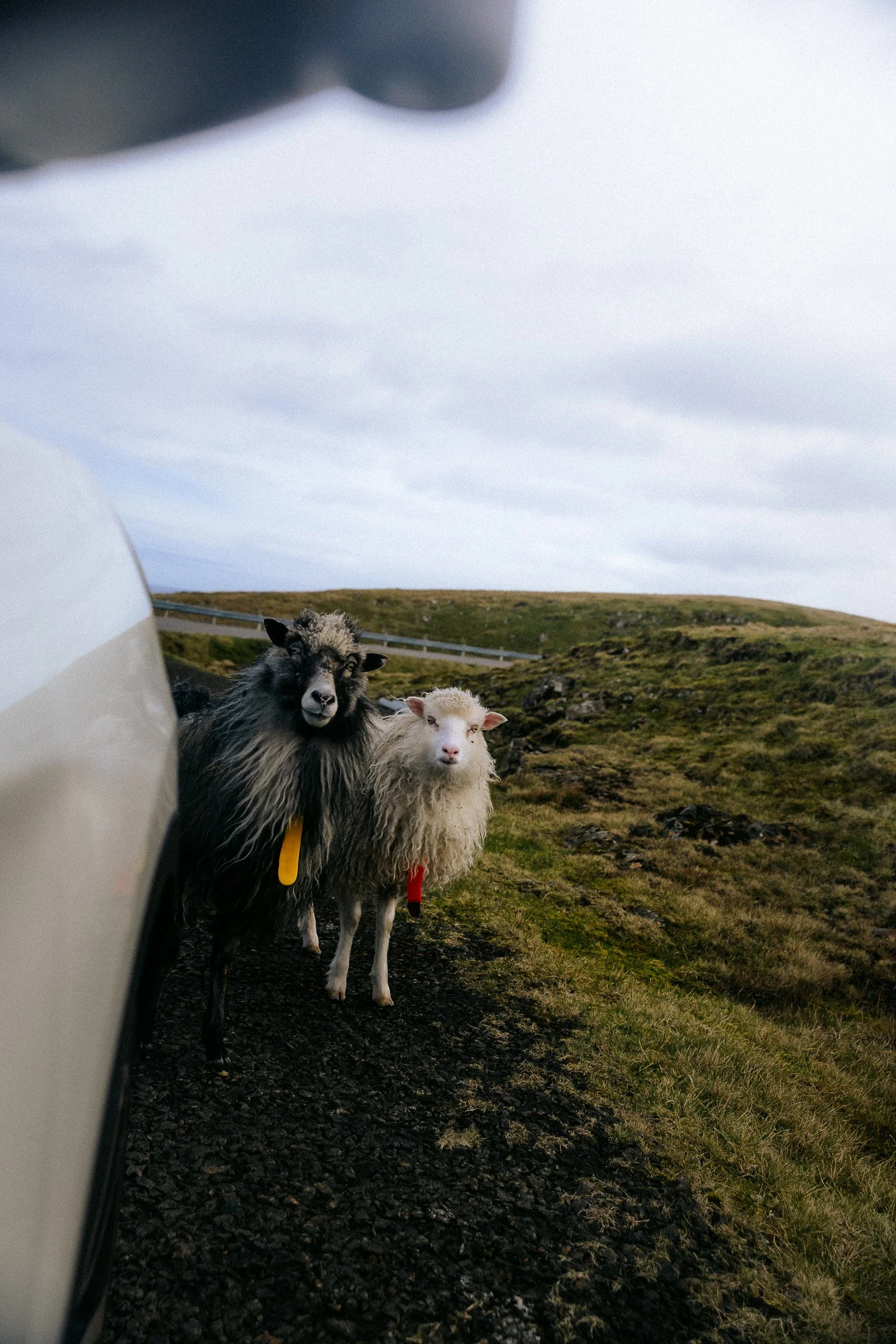 Faroes_Islands_April_2025-10.jpg