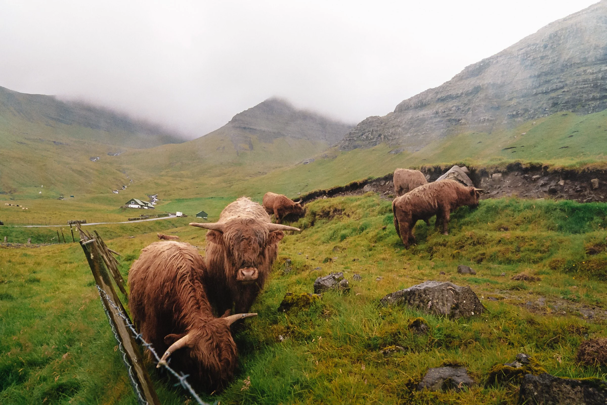 Faroes_Olavsoka-5.jpg
