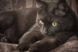 cat2.jpeg