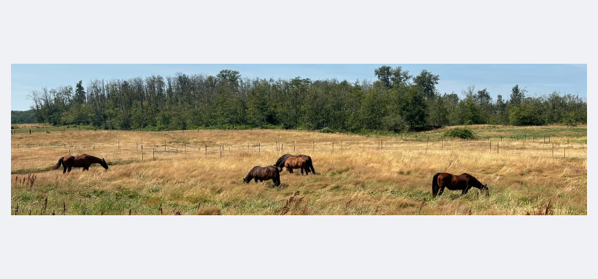 horses grazing.png