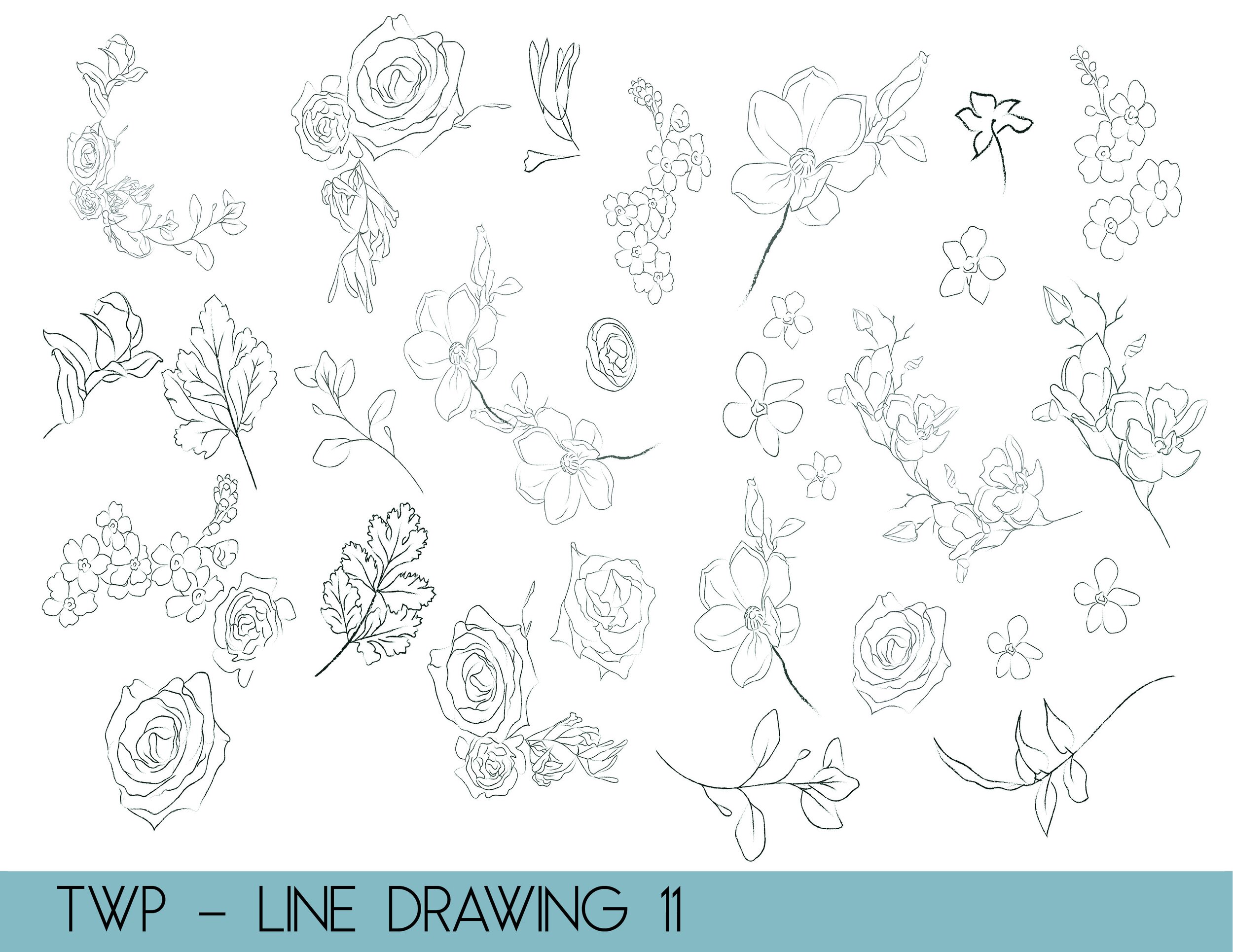 line drawings - website11.jpg