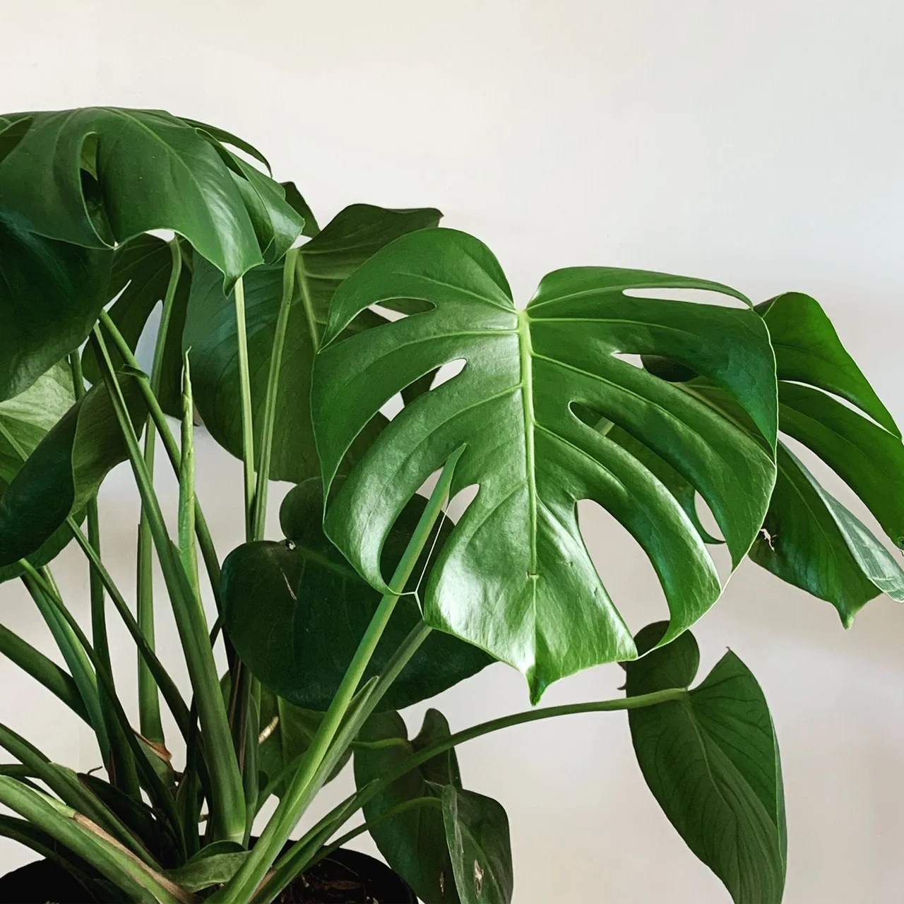 Indoor Plants