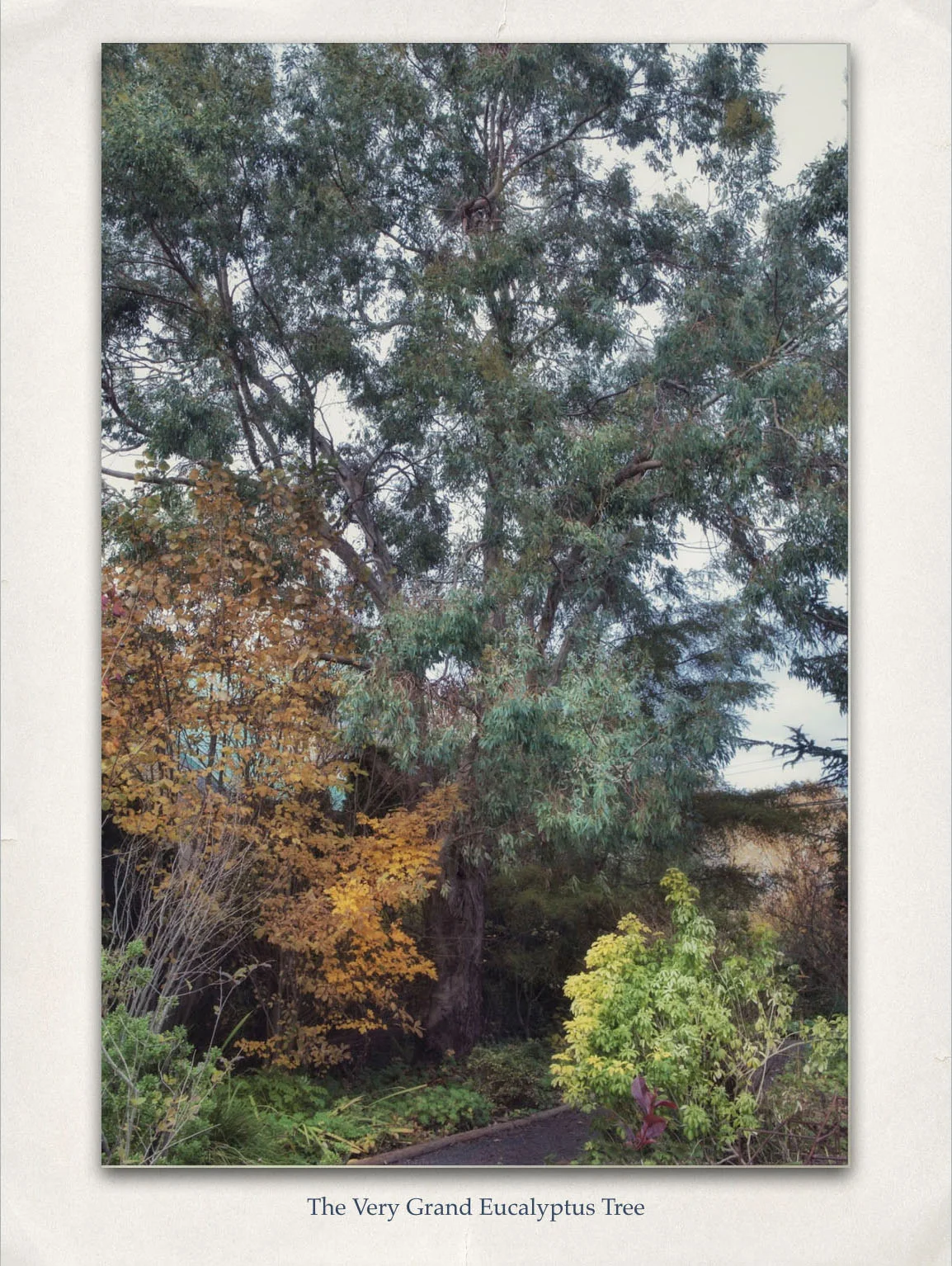 The Very Grand Eucalyptus Treeb.jpg
