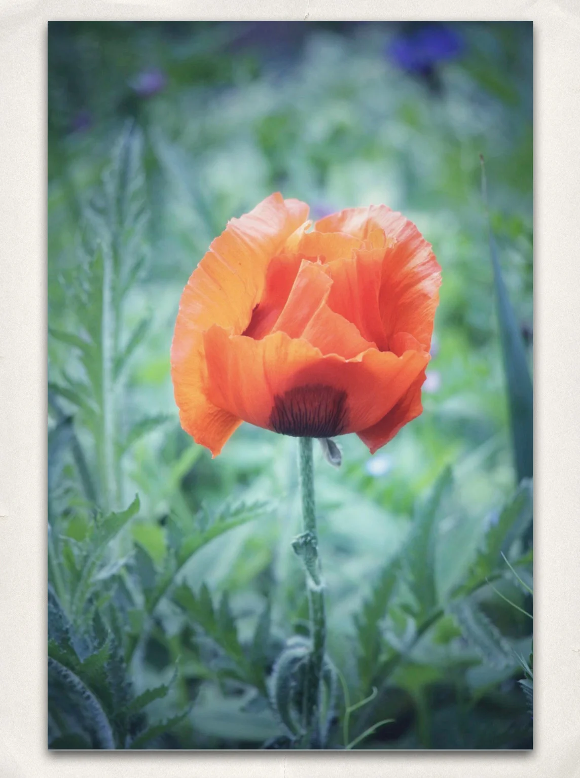 25 - Plants-d.jpg