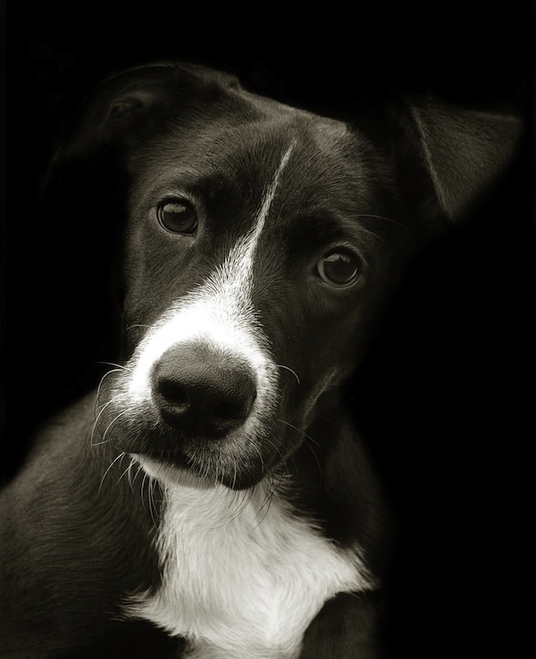 Traer-Scott-Shelter-Dog-Portraits-2.jpeg