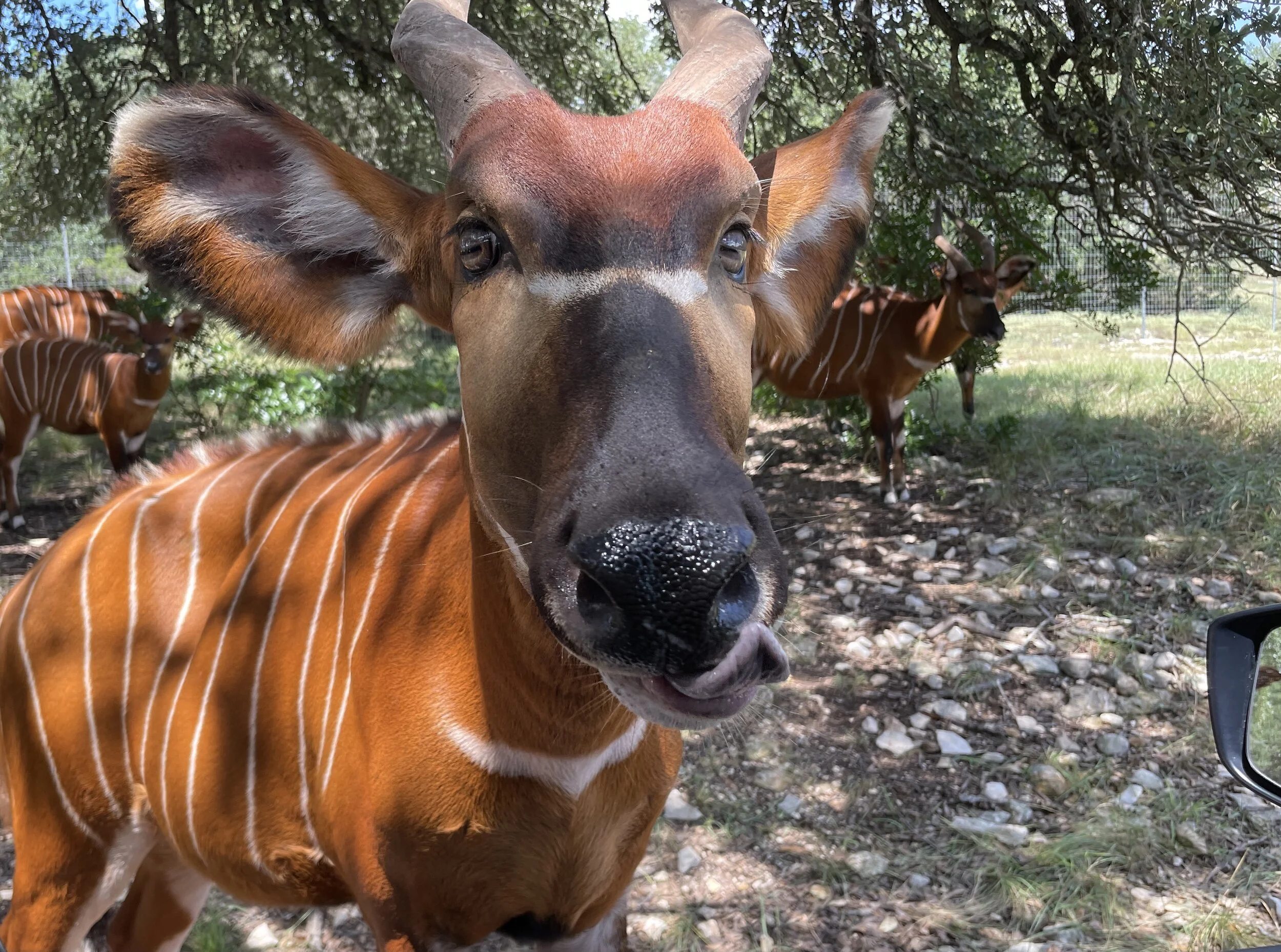 Continuing The Tradition With A Few New Faces in San Antonio