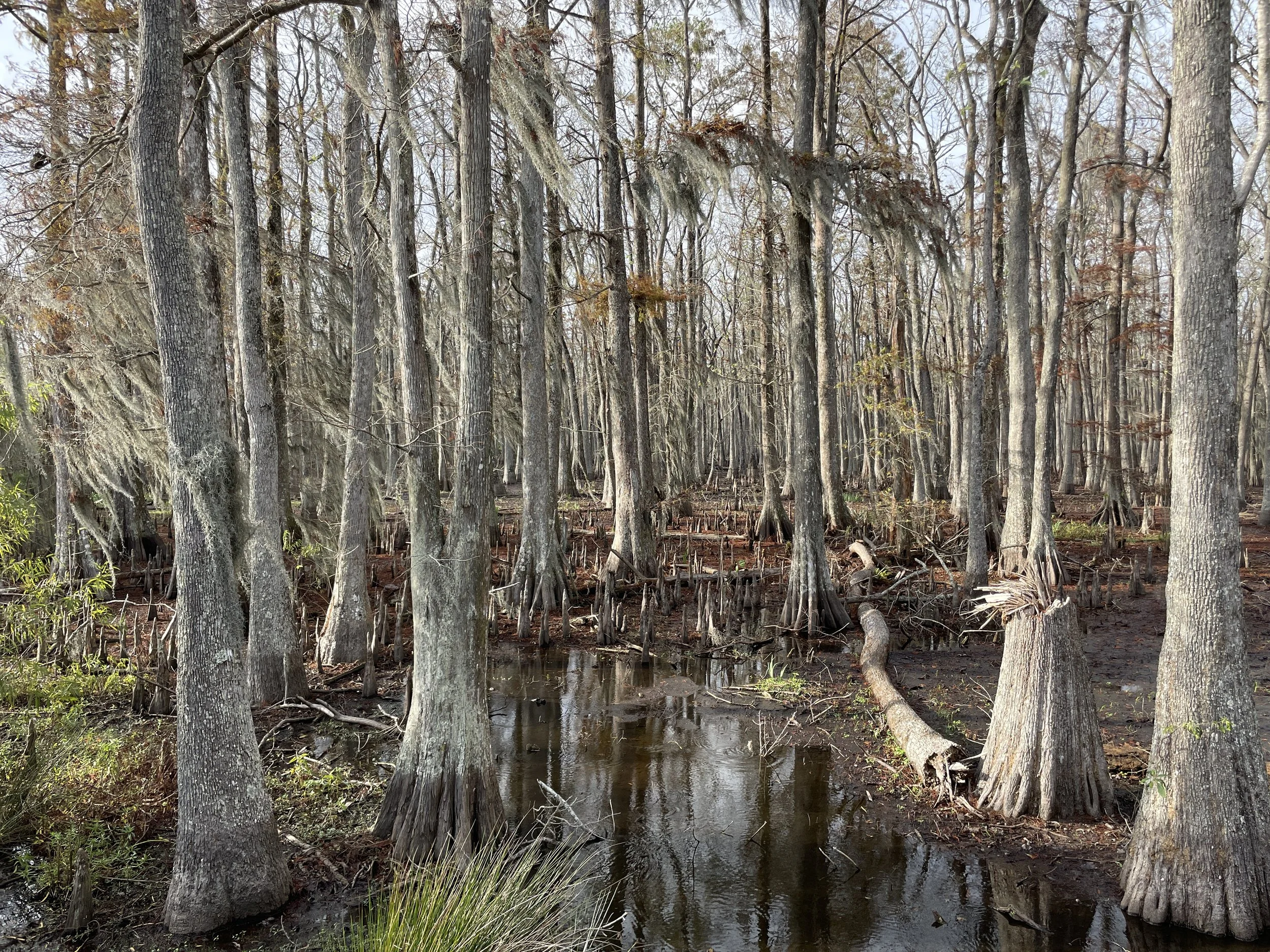 Wedding in Morgan City. Where is Morgan City?