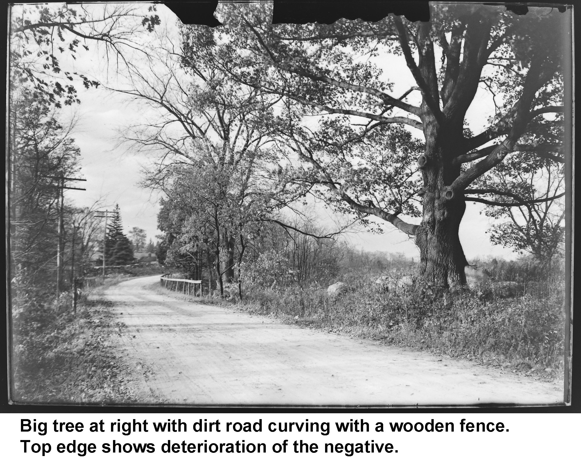 GN-056-new Big tree with dirt road curving with wooden fence.jpg